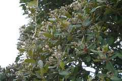 Rhodomyrtus tomentosa